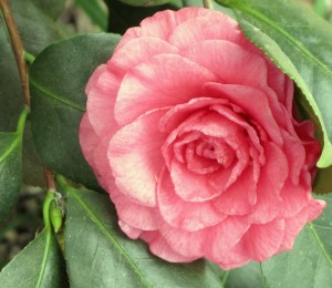 Camellia Bloom