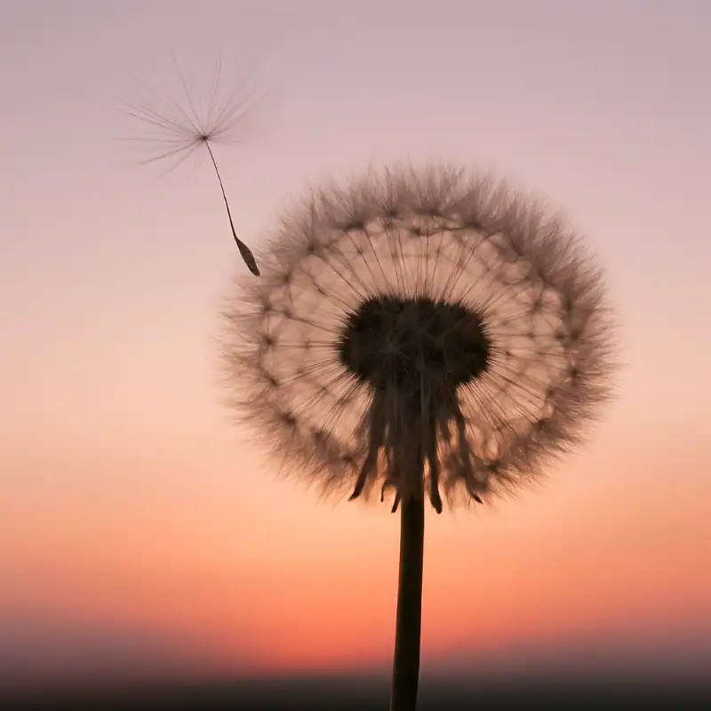 Mindset Magic